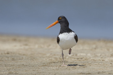 American Oystercatcher on a Texas Beach