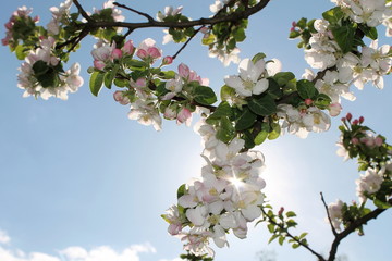 Apple flowered