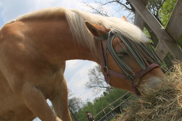 horse on farm © shutterfil77