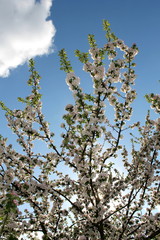 Apple flowered