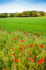 Red poppy flowers and green farm field