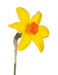 Single flower of a daffodil cultivar against a white background