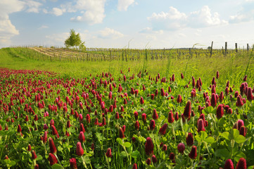 Wiesen und Weingarten mit rotem Klee