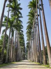 Fotobehang Palm Trees at Jardim Botanico, Rio de Janeiro. © rafwillems