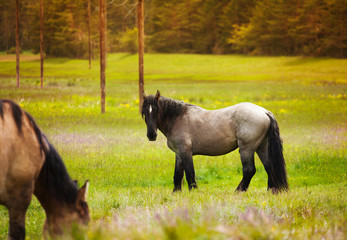 Two beautiful horses near forest