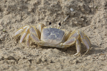 Sand Crab on a Sandy Beach