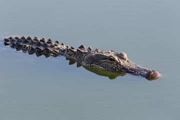 American Alligator