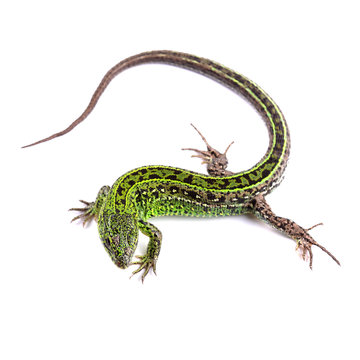 Sand lizard (Lacerta agilis) isolated on white