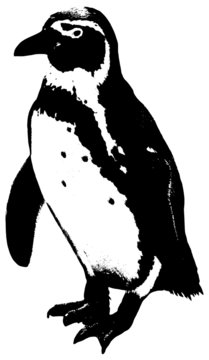 illustration of a penguin