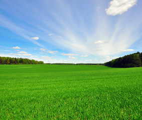 Grass field and sky