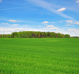 Grass field background