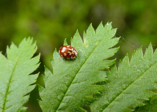 achtzehnfleckiger Marienk&auml;fer