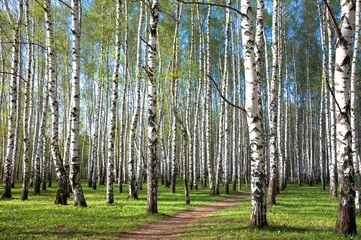 Gardinen First spring greens in the evening birch grove © Elena Kovaleva