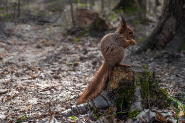 Белка грызет орех