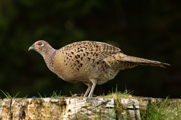Female Pheasant