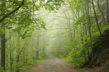 Trail through the spring beech forest in misty weather
