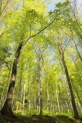 Fototapeta na wymiar View of spring beech forest