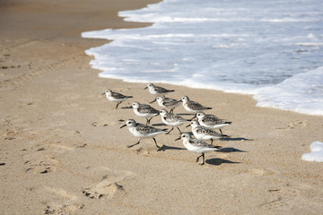 Flock of Sandpipers 