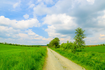 Fototapeta na wymiar Road in farming fields with blue sky, Austria