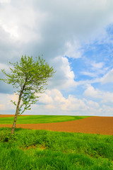 Fototapeta na wymiar Lonely tree on green farming field, Burgenland, Austria