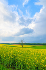 Obraz premium Lonely tree on yellow rapeseed flower field, Burgenland, Austria