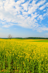 Fototapeta premium Yellow rapeseed flower field and blue sky, Burgenland, Austria