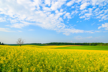 Obraz premium Yellow rapeseed flower field and blue sky, Burgenland, Austria
