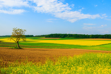 Lonely tree on yellow rapeseed flower field, Burgenland, Austria