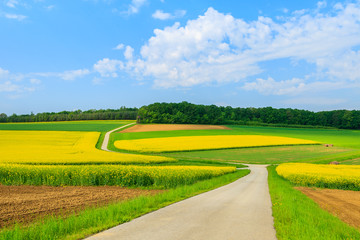 Obraz premium Countryside road in rapeseed flower field, Burgenland, Austria