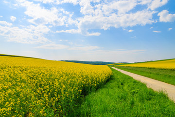 Obraz premium Countryside road rapeseed flower field, Burgenland, Austria