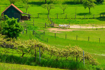 Fototapeta na wymiar Two white horses on green pasture vineyards, Burgenland, Austria