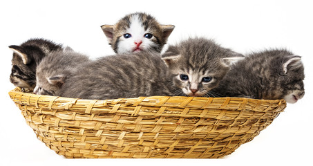 cute little kittens