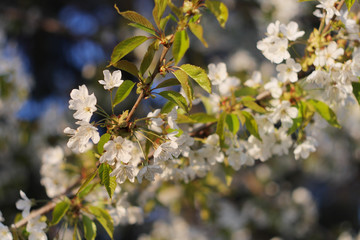 Apple tree flowers