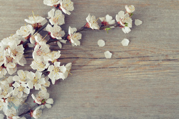 Beautyful blossom branch