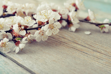Fototapeta na wymiar Beautyful blossom branch
