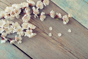 Beautyful blossom branch