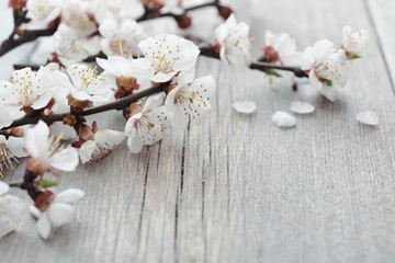 Fototapeta na wymiar Beautiful blossom branch