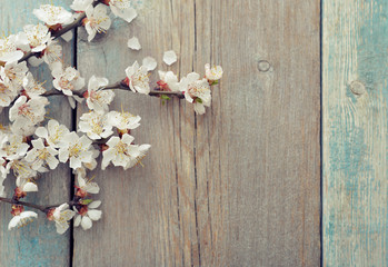 Beautiful blossom branch