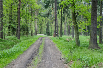 Obraz premium Road in spring green forest