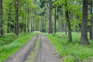 Road in spring green forest