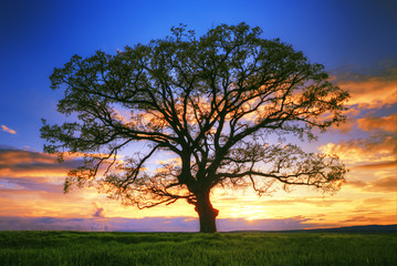 Grote boom silhouet, zonsondergang