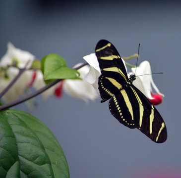 Zebrafalter