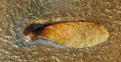 Seed Of Manitoba Maple