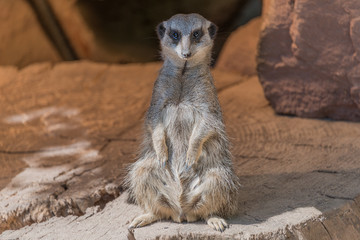 Fototapeta premium Playful and curious suricates in a small open resort