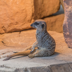 Playful and curious suricates in a small open resort