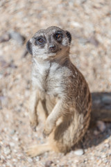 Playful and curious suricates in a small open resort