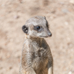 Fototapeta premium Playful and curious suricates in a small open resort