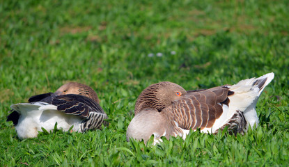 Gänse © Laís Milena Dias