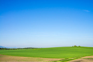 Obraz premium Field,meadow and clear blue sky.