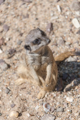 Playful and curious suricates in a small open resort